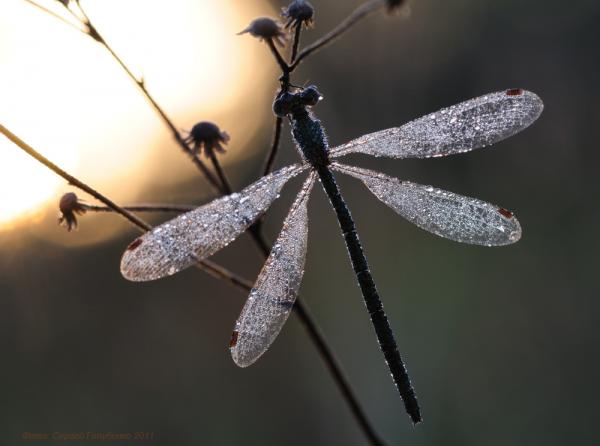 Macro Photography by Sergei Golubenko