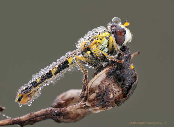 Macro Photography by Sergei Golubenko