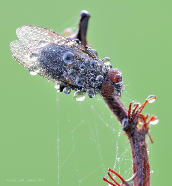 Macro Photography by Sergei Golubenko