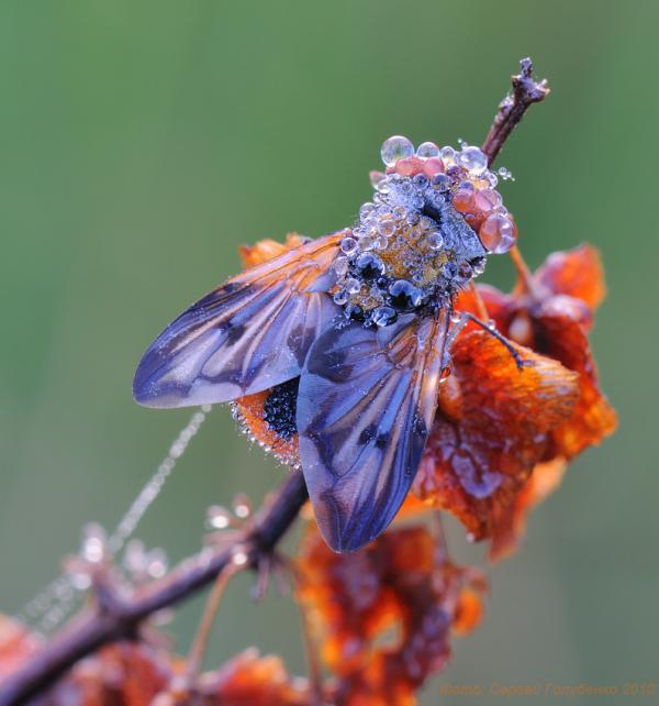 Macro Photography by Sergei Golubenko