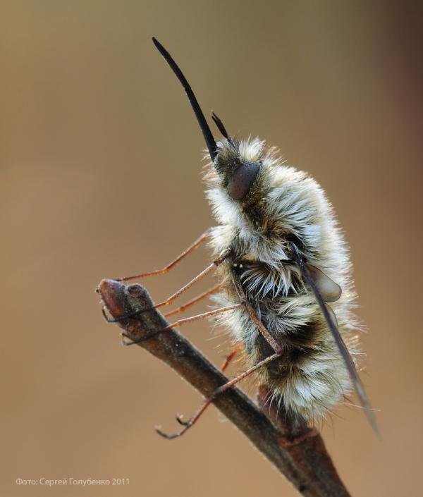 Macro Photography by Sergei Golubenko