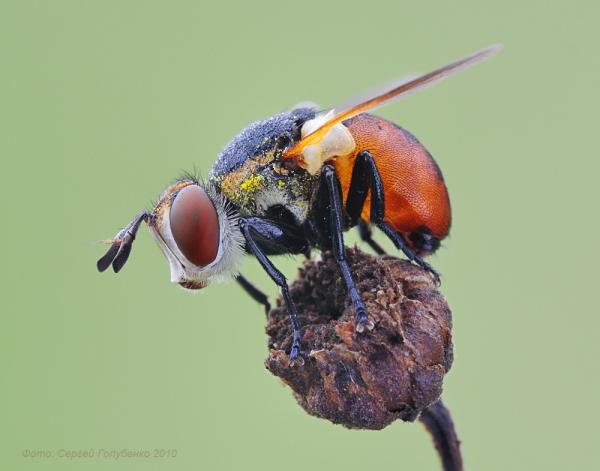 Macro Photography by Sergei Golubenko