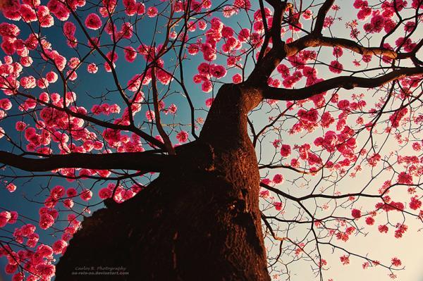 Photography by Carlos Henrique Reinesch