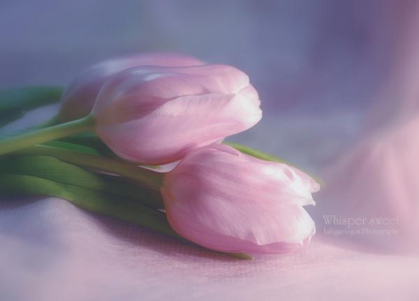 Photography by Lafugue Logos