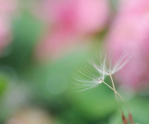 Photography by Lafugue Logos