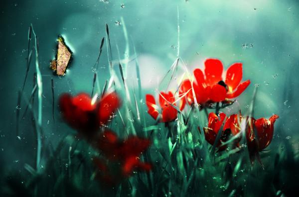 Photography by Gilad Benari