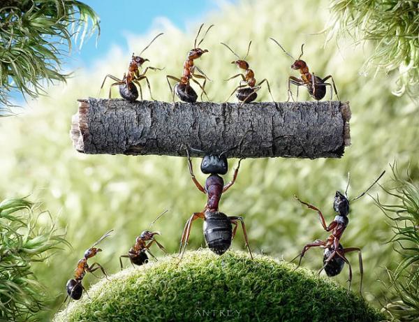 Ant Photography by Andrey Pavlov