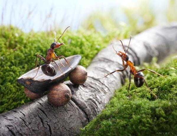 Ant Photography by Andrey Pavlov