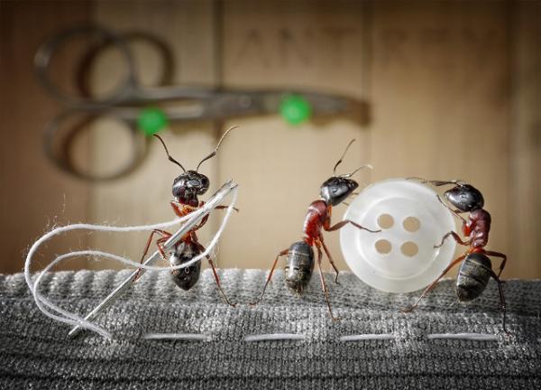 Ant Photography by Andrey Pavlov