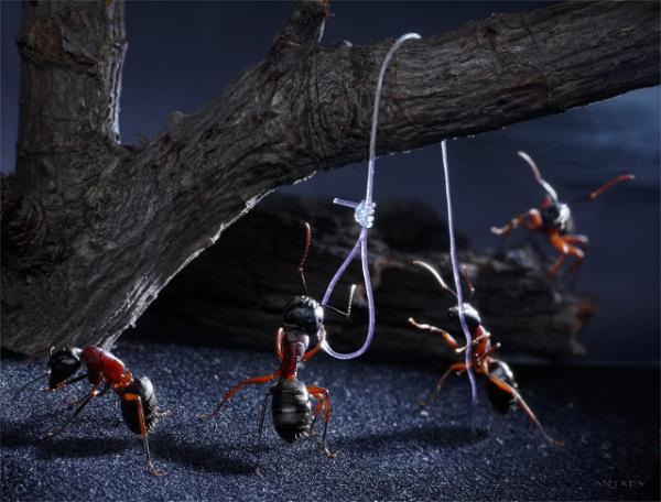 Ant Photography by Andrey Pavlov