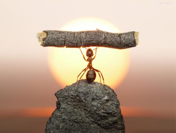 Ant Photography by Andrey Pavlov