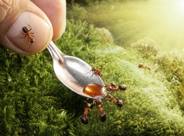 Ant Photography by Andrey Pavlov