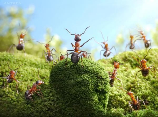 Ant Photography by Andrey Pavlov