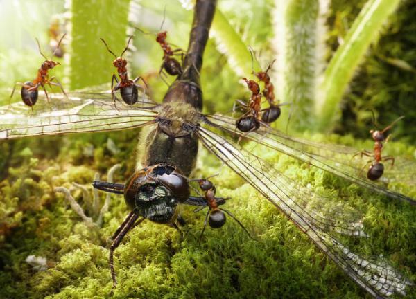 Ant Photography by Andrey Pavlov