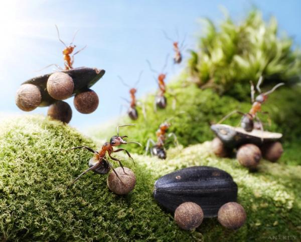 Ant Photography by Andrey Pavlov