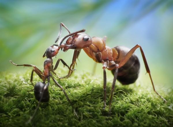 Ant Photography by Andrey Pavlov