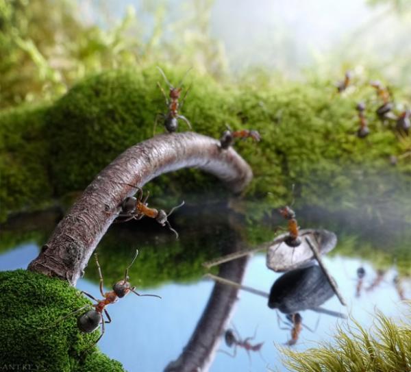 Ant Photography by Andrey Pavlov