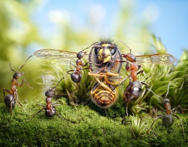 Ant Photography by Andrey Pavlov