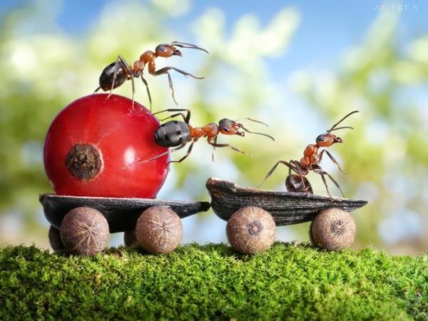 Ant Photography by Andrey Pavlov