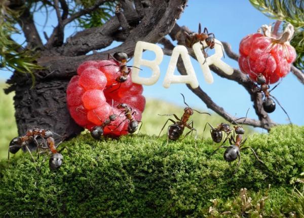 Ant Photography by Andrey Pavlov