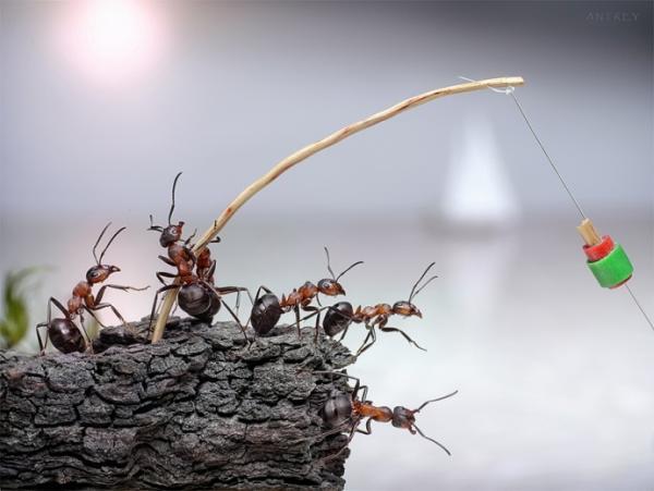Ant Photography by Andrey Pavlov