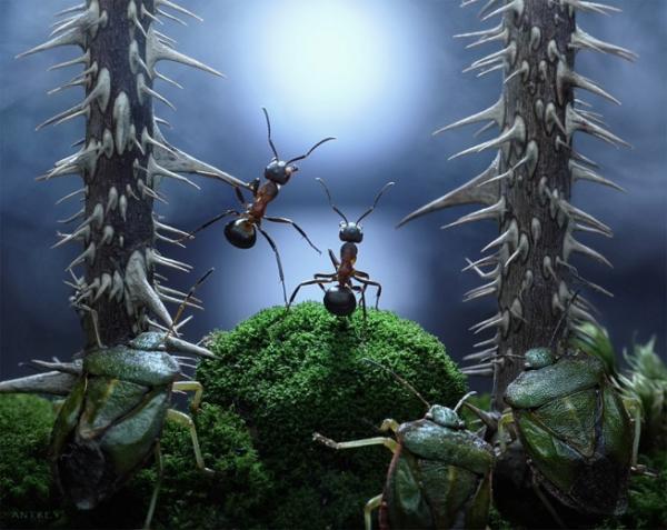 Ant Photography by Andrey Pavlov