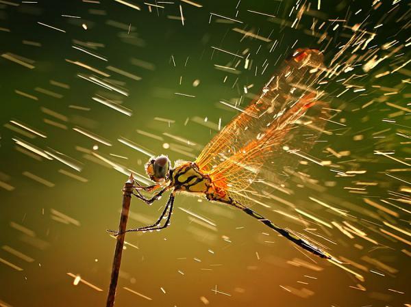 Amazing Macro Photography by Shikhei Goh