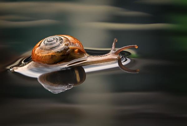 Amazing Macro Photography by Shikhei Goh