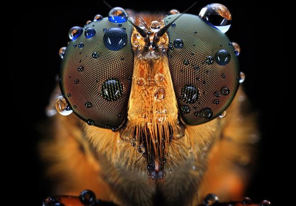 Amazing Macro Photography by Shikhei Goh