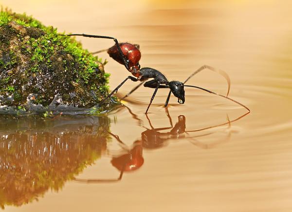 Amazing Macro Photography by Shikhei Goh