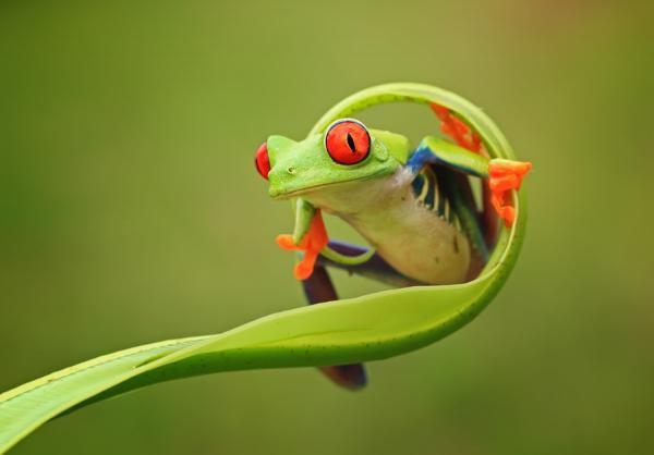 Amazing Macro Photography by Shikhei Goh