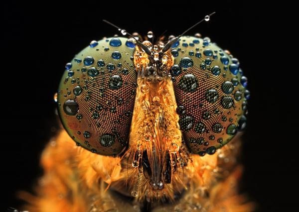 Amazing Macro Photography by Shikhei Goh