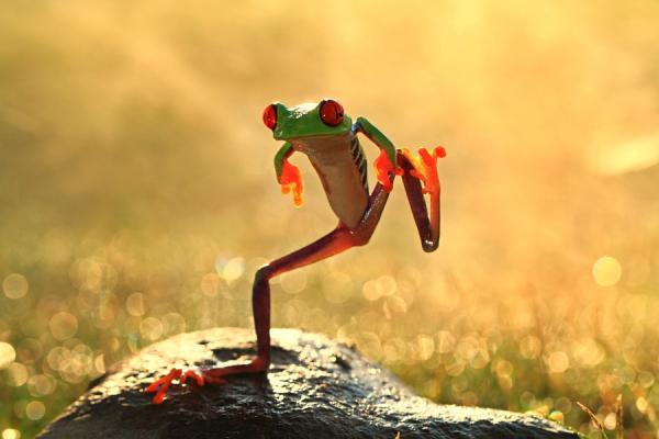 Amazing Macro Photography by Shikhei Goh