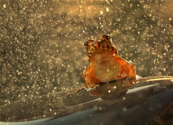 Amazing Macro Photography by Shikhei Goh