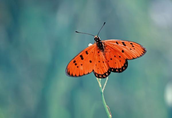 Amazing Macro Photography by Shikhei Goh