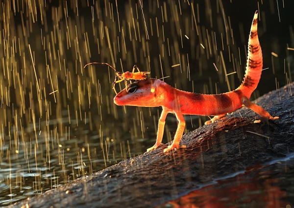 Amazing Macro Photography by Shikhei Goh