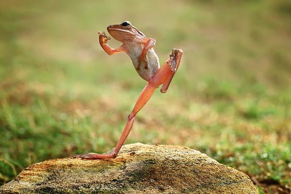 Amazing Macro Photography by Shikhei Goh