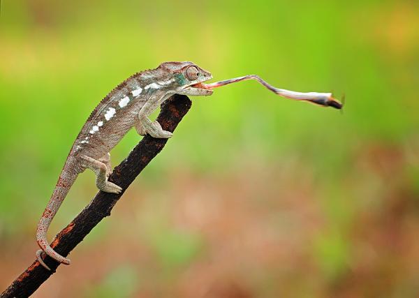 Amazing Macro Photography by Shikhei Goh