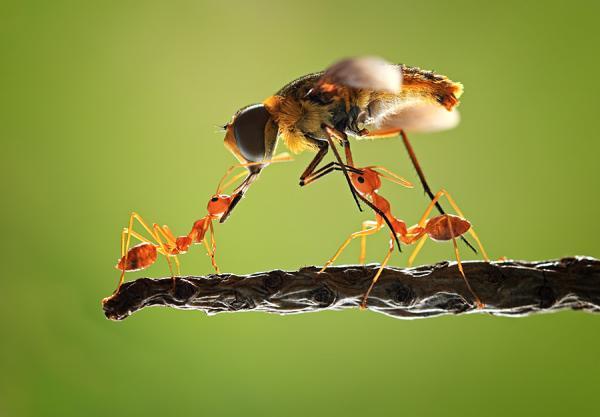 Amazing Macro Photography by Shikhei Goh
