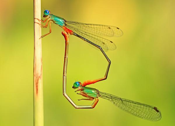 Amazing Macro Photography by Shikhei Goh