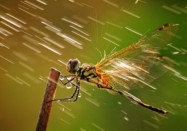 Amazing Macro Photography by Shikhei Goh
