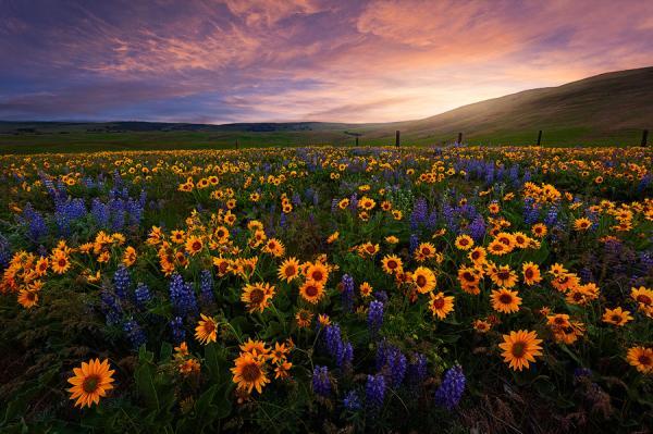 Photography by Miles Morgan