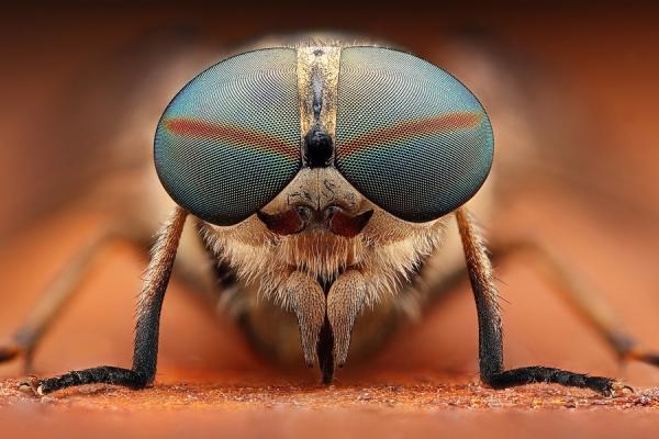 Macro Photography by Dusan Beno