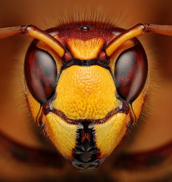 Macro Photography by Dusan Beno