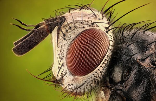 Macro Photography by Dusan Beno