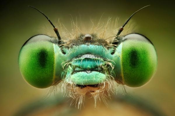 Macro Photography by Dusan Beno