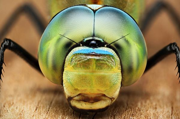 Macro Photography by Dusan Beno