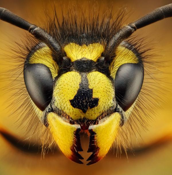 Macro Photography by Dusan Beno