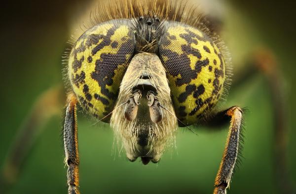 Macro Photography by Dusan Beno
