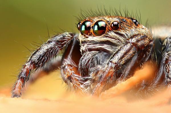 Macro Photography by Dusan Beno